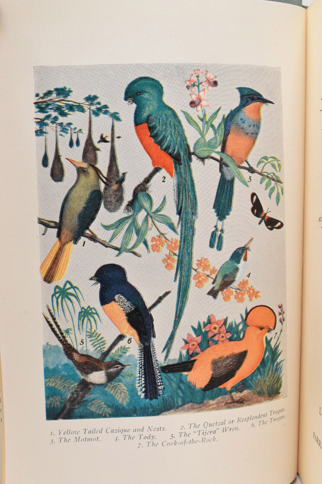 How to Attract the Birds Neltje Blanchan 1913 Reprint HC Item image 4