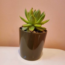 Live Succulent in Ceramic Planter, 4 inch Pot, Echeveria Agavoides Houseplant image 3