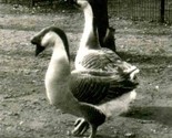 Geese in Salt Lake City Park 1930&#39;s Original Stereoview  - $34.65