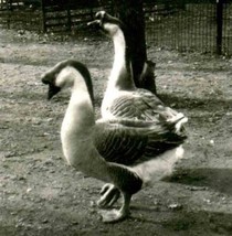 Geese in Salt Lake City Park 1930&#39;s Original Stereoview  - $34.65
