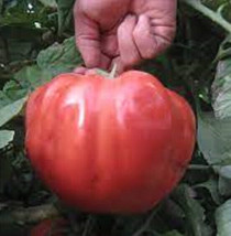 50 Seeds Mega Tom Giant Tomato Tomatoe Vegetable Garden - £6.27 GBP