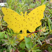 Sticky Trap, Fruit Fly Fungus Gnat - £18.50 GBP