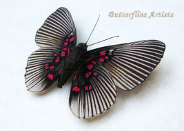 Lyropteryx Apollonia Pink Dotted Metalmark Verso Butterfly Entomology Shadowbox - £39.06 GBP