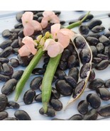 Sunset Runner Bean Seeds Vegetable Seeds Seed Packets Pollinator Attract... - $232.99 MXN