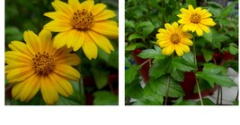 5 Cuttings Yellow Perennial Creeping Daisy 1 Rooted Live Plant Wedelia Plus - £27.17 GBP