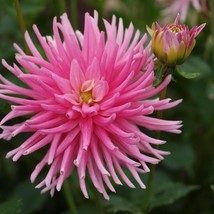 New Fresh Dahlia Variabilis Cactus Mix Seed - $9.96