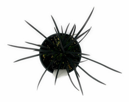 Black Mondo Grass Ophiopogon planiscapus &#39;Nigrescens&#39; 4&quot; Pot - living room  - £33.48 GBP