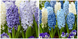 8 BLUE SKY Mixture Flowering Hyacinth Bulbs * FALL SHIPPING - $41.99