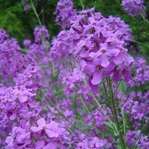 Dames rocket (Danask Violet)  Purple Flower seeds. - £1.57 GBP