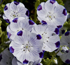 Sg - 100 Seeds Five Spot Nemophila Ct Flower Annual Wildflower Usa - £3.99 GBP