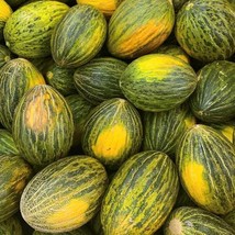 USA Seller Piel De Sapo Melon Seeds - £3.13 GBP