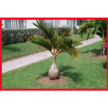 10 Pcs/bag Bottle palm tree Seeds Exotic Plants Bonsai tree  - $10.32