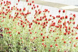 20 Seeds Strawberry Fields Gomphrena haageana Globe Amaranth Fresh Seeds - $6.27 CAD