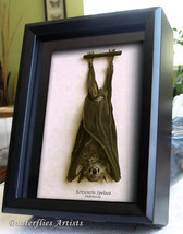 Real Vampire Wolf Faced Bat Gothic Decor Eonycteris Spelaea Taxidermy Display  - $109.99