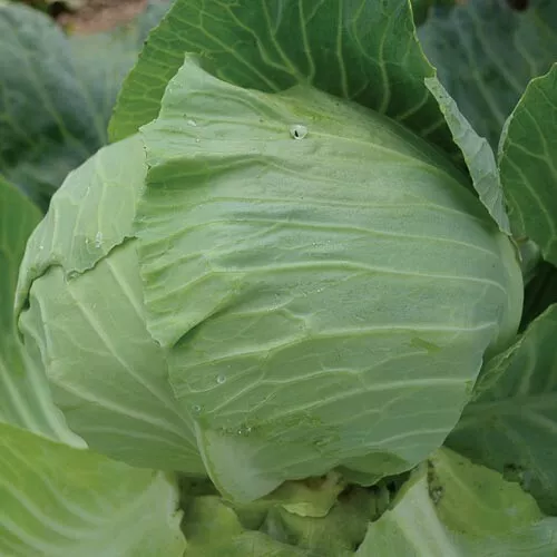 New Fresh 600 Cabbage Seeds Early Round Dutch - £7.01 GBP