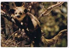 Africa Madascar Postcard Fauna Lemurs - $3.95