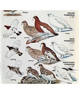 Chicken &amp; Ptarmigan Varieties 1966 Color Bird Art Print Nature ADBN1r - $380.59 MXN