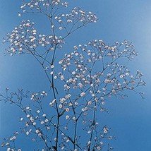 New Fresh Seeds Gypsophila Babys Breath Paniculata Single White - £10.23 GBP