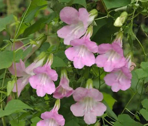 Asarina Climbing Snapdragon Rose Asarina Scandens 20 Seeds Fresh Seeds - $24.94