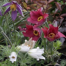 HGBO 20 Seeds Red White Blue Mix Pulsatilla Pasque Flower Seeds From US - £6.57 GBP