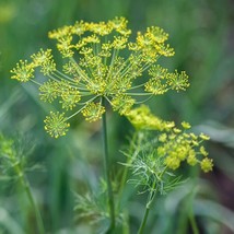 Herb DILL Culinary Black Swallowtail Butterfly Host Plant Non-GMO 200 Se... - £6.51 GBP