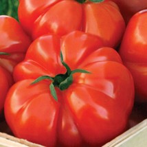 500 Seeds Tomato Beefsteak Heirloom Organic NON GMO - £14.57 GBP