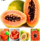 US Seller True Papaya Carica Papaya Seeds Fast Shipping Non-GMO SEEDS - $9.75