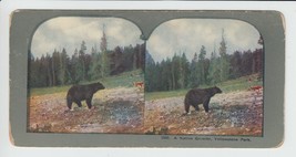 Stereoview Native Growler Yellowstone National Park #1300 Bear  - £7.25 GBP