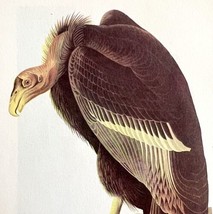 California Condor Bird Lithograph 1950 Audubon Antique Art Print Scavenger DWP6D - £27.96 GBP