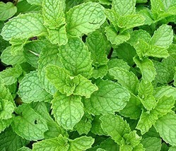 Mint Spearmint Spear Sweet Herb Spice 215 Seeds Fresh Gardening USA SELLER - $13.00