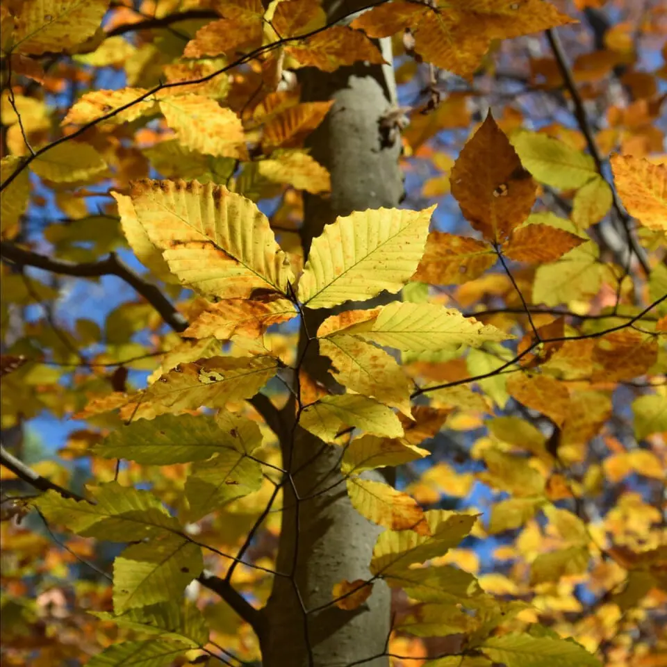 American Beech 4" pot (fagusgrandifolia)  image 6