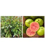 Big Red Guava (Psidium guajava) Live Guava Fruit Tree - $139.49 CAD