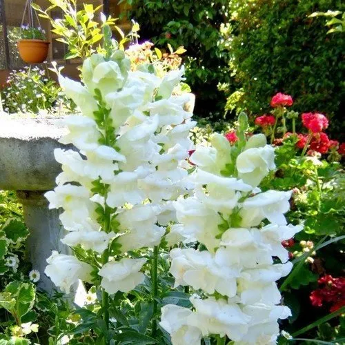 100 White Snowflake Snapdragon Flower Seeds Non-GMO - £5.81 GBP