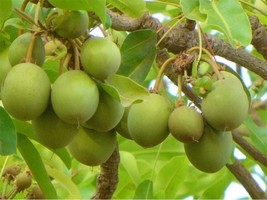 Vitellaria paradoxa, Shea nuts seeds for planting,10 seeds cost(10 USD),... - $30.00