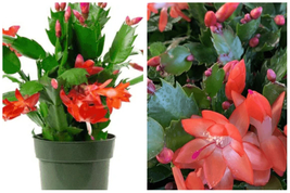 Christmas Cactus Zygocactus Orange Red Plant 6inches Pot Schlumbergera Bridgesii - £61.68 GBP