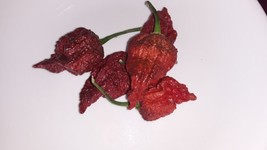 50 Chocolate Carolina Reaper Chili Pepper Seeds World Record Hot Peppers Fresh G - £7.62 GBP