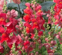 1000 Defiance Snapdragon Seeds for Garden Planting Fast US Shipping - £8.69 GBP