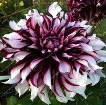 US-Seller Rare Beautiful Perennial Dahlia Flowers Seeds 20PCS - $5.65
