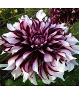 US-Seller Rare Beautiful Perennial Dahlia Flowers Seeds 20PCS - $7.94 CAD