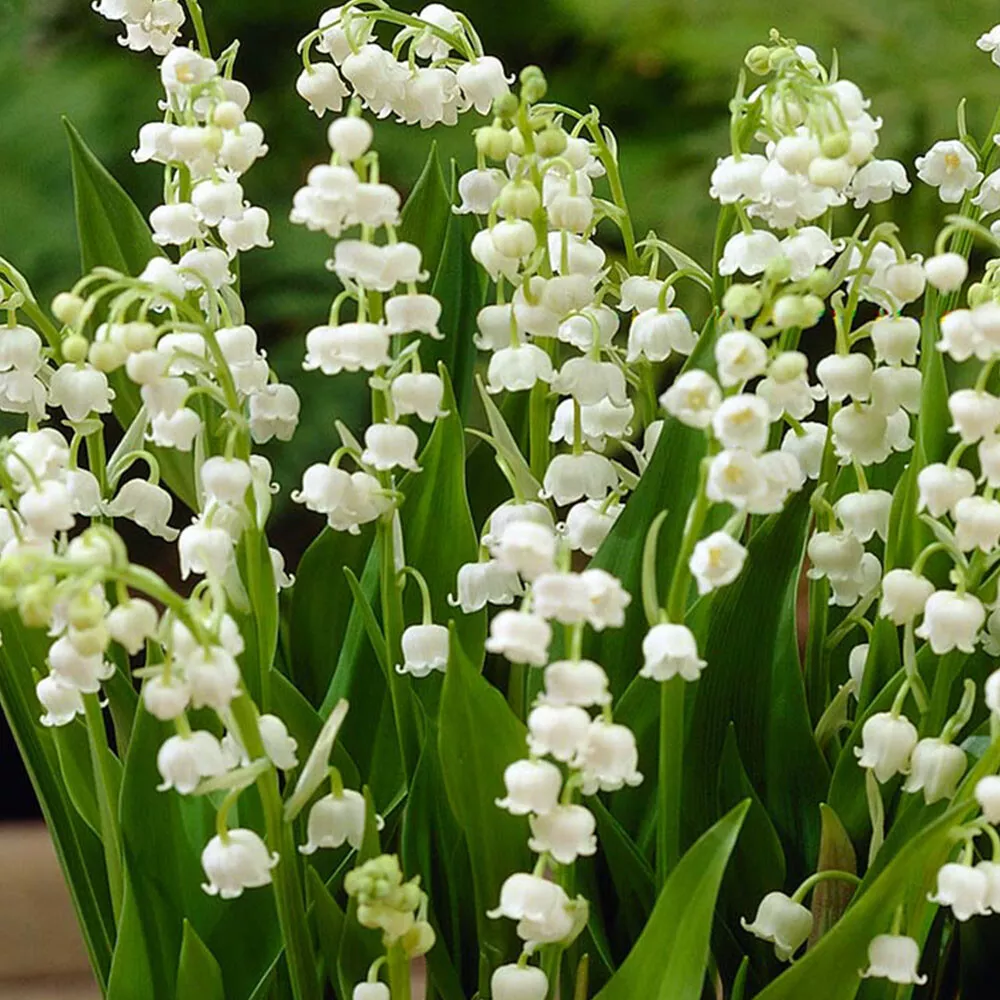 5 Roots/Rhizomes Lily of the Valley May Lily, May Bells - Convallaria ma... - $77.90