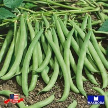 32 Bean Seeds Bush Contender Heirloom Vegetable Garden Usa Shipping - £7.96 GBP