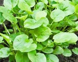 1200 Upland Cress Seeds Non-Gmo / Heirloom / Barbarea Verna Herb Garden ... - $8.99