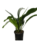 Aspidistra &#39;Cast Iron&#39;-8&quot; Pot - $2,728.75 MXN