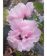 Live Plant Double Solid Pink Flowers Althea Rose Of Sharon Hibiscus Gard... - $843.99 MXN
