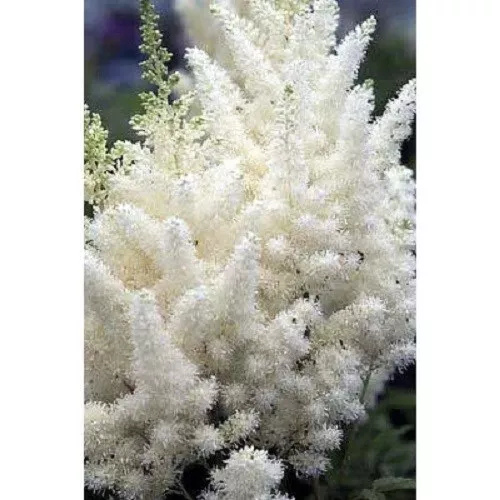 S Sh 25+ White Astilbe Flower Seeds / Deer RESISTANT/ Shade Loving Perennial - £12.43 GBP