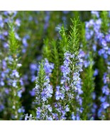 100+ Rosemary Seeds Heirloom  Non-GMO Free Shipping  Herb Seeds #25 - $5.45 CAD