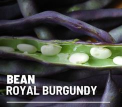 50 Seeds Royal Bean Burgundy Phaseolus vulgaris Seed Vegetable Open Pollinated - £15.51 GBP