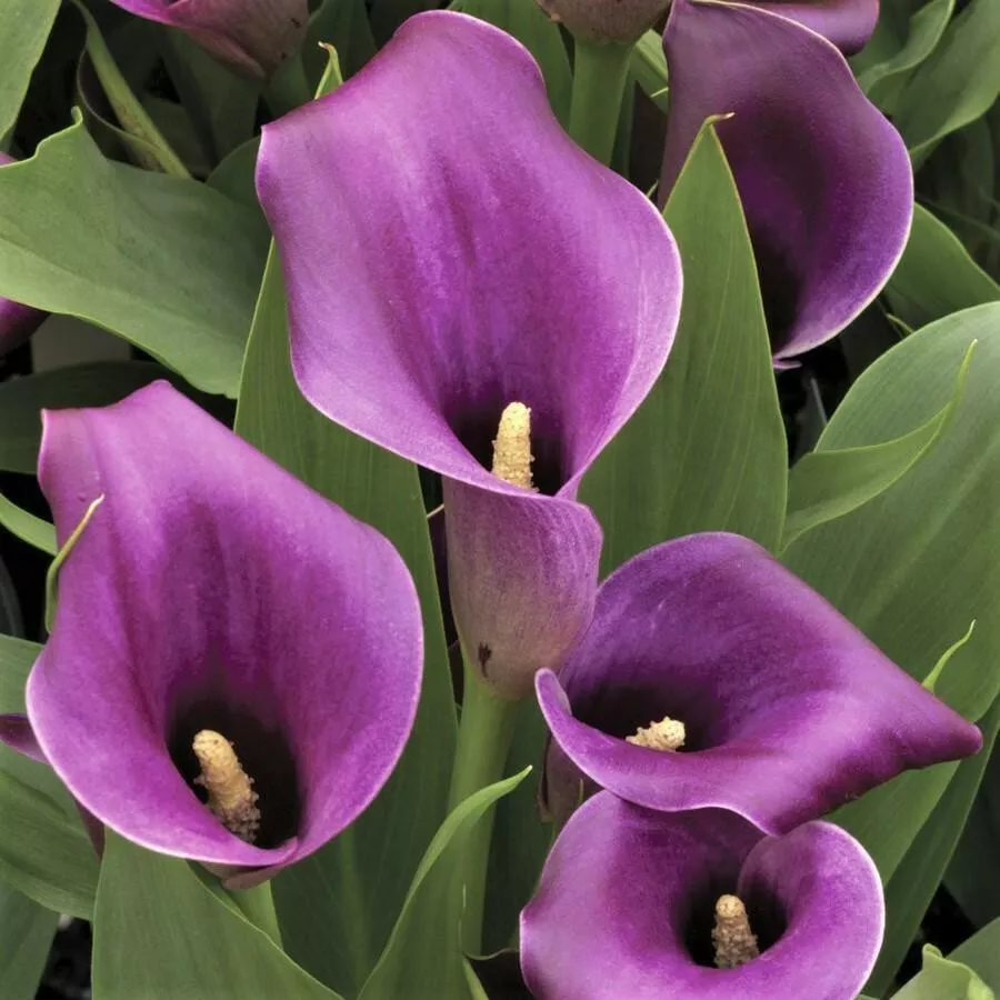 BPASTORE Purple Calla Lily Zantedeschia Aethiopica Plant Bonsai Buy Seeds Online - £7.20 GBP