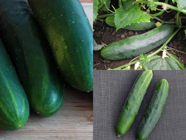 31+Marketmore 76 CUCUMBER Vegetable Seeds Garden Patio Container Easy - £10.22 GBP