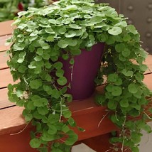 200 Seeds Dichondra Bonsai Emerald Falls Multi Leafed Grass Bonsai Green... - $10.67